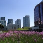 Grass Roof